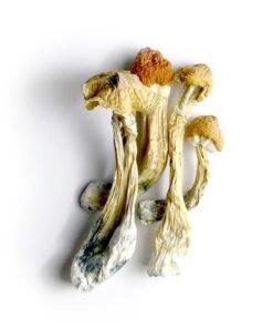 Ecuador Cubensis