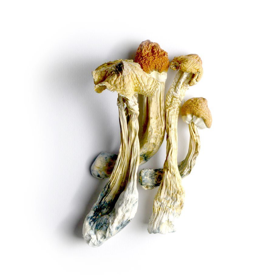 Ecuador Cubensis
