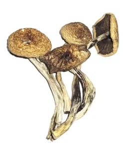 Psilocybe Cubensis B+
