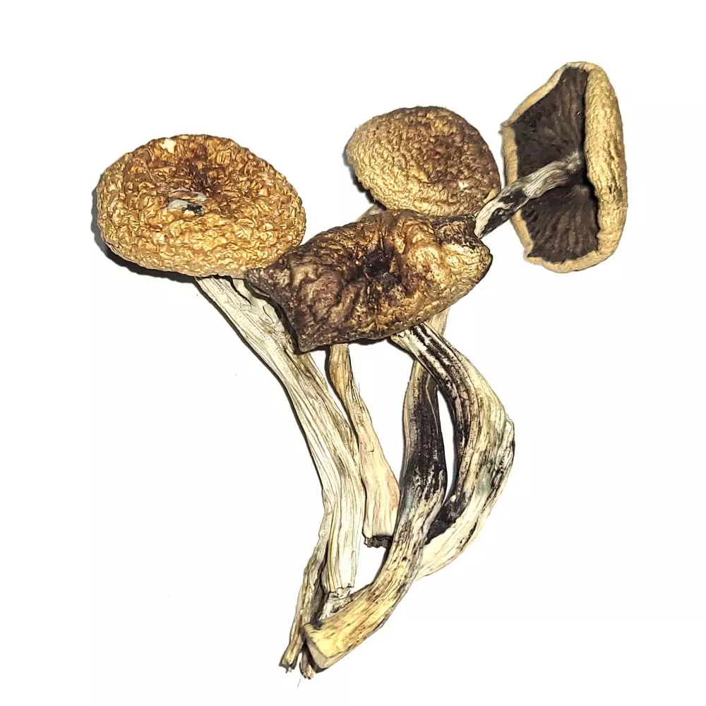 Psilocybe Cubensis B+