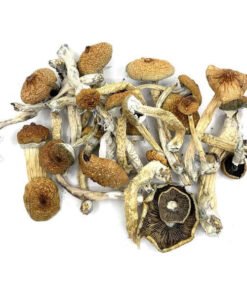 blue-meanies-shrooms