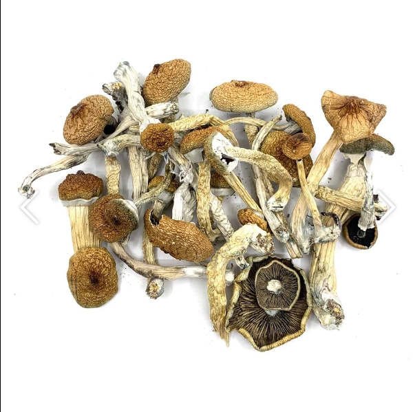 blue-meanies-shrooms
