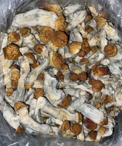 psychedelic mushrooms australia