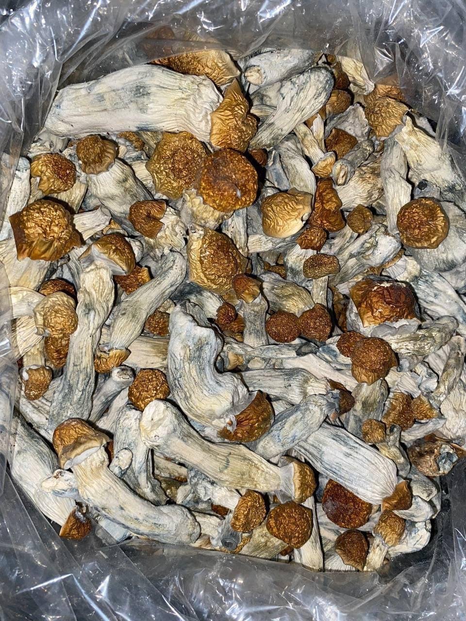 psychedelic mushrooms australia psychedelic mushrooms australia