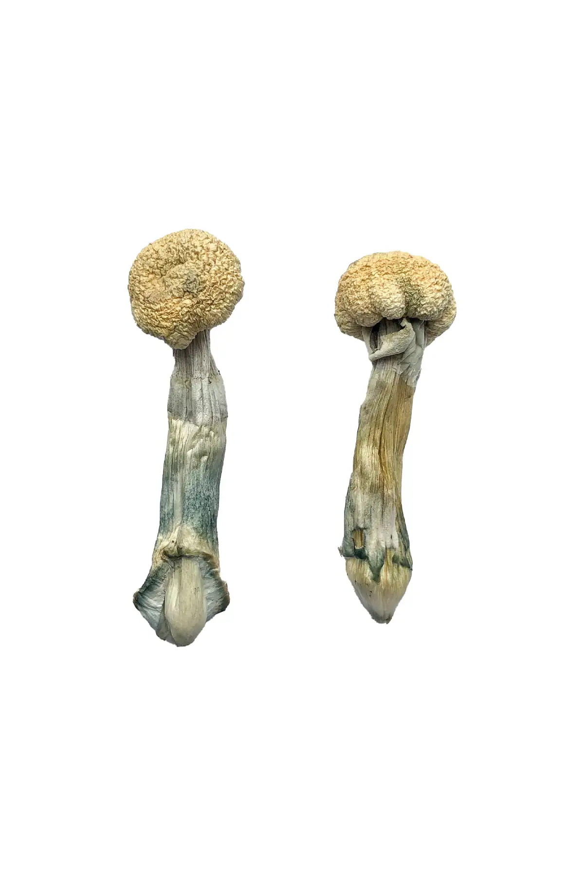 Albino-Treasure-Coast-Magic-Mushrooms.webp