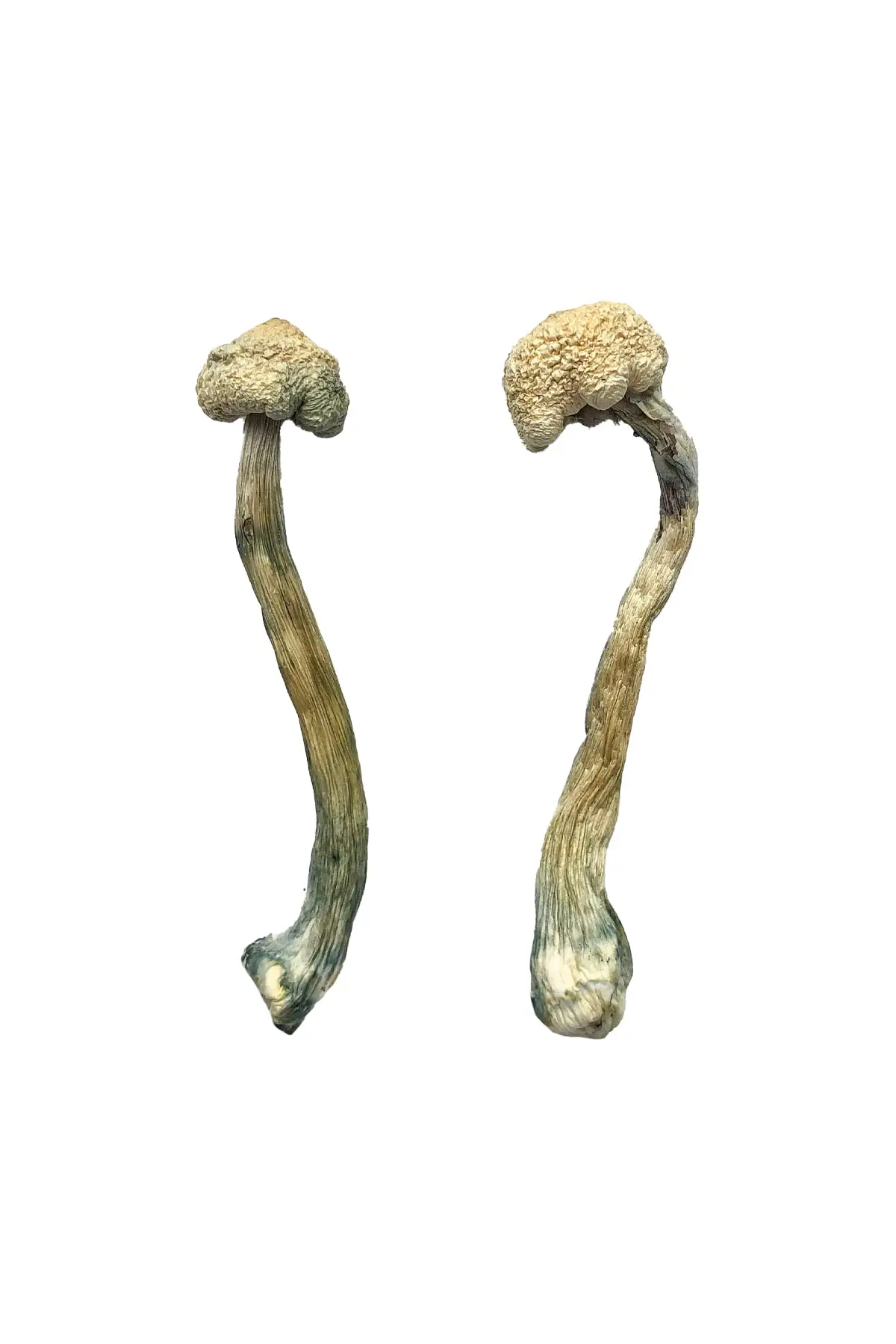 Albino-Treasure-Coast-Shrooms.webp
