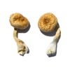 magic mushrooms for depression