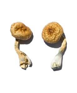 magic mushrooms for depression