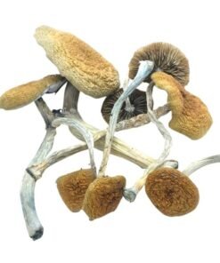 Treasure Coast Magic Mushrooms