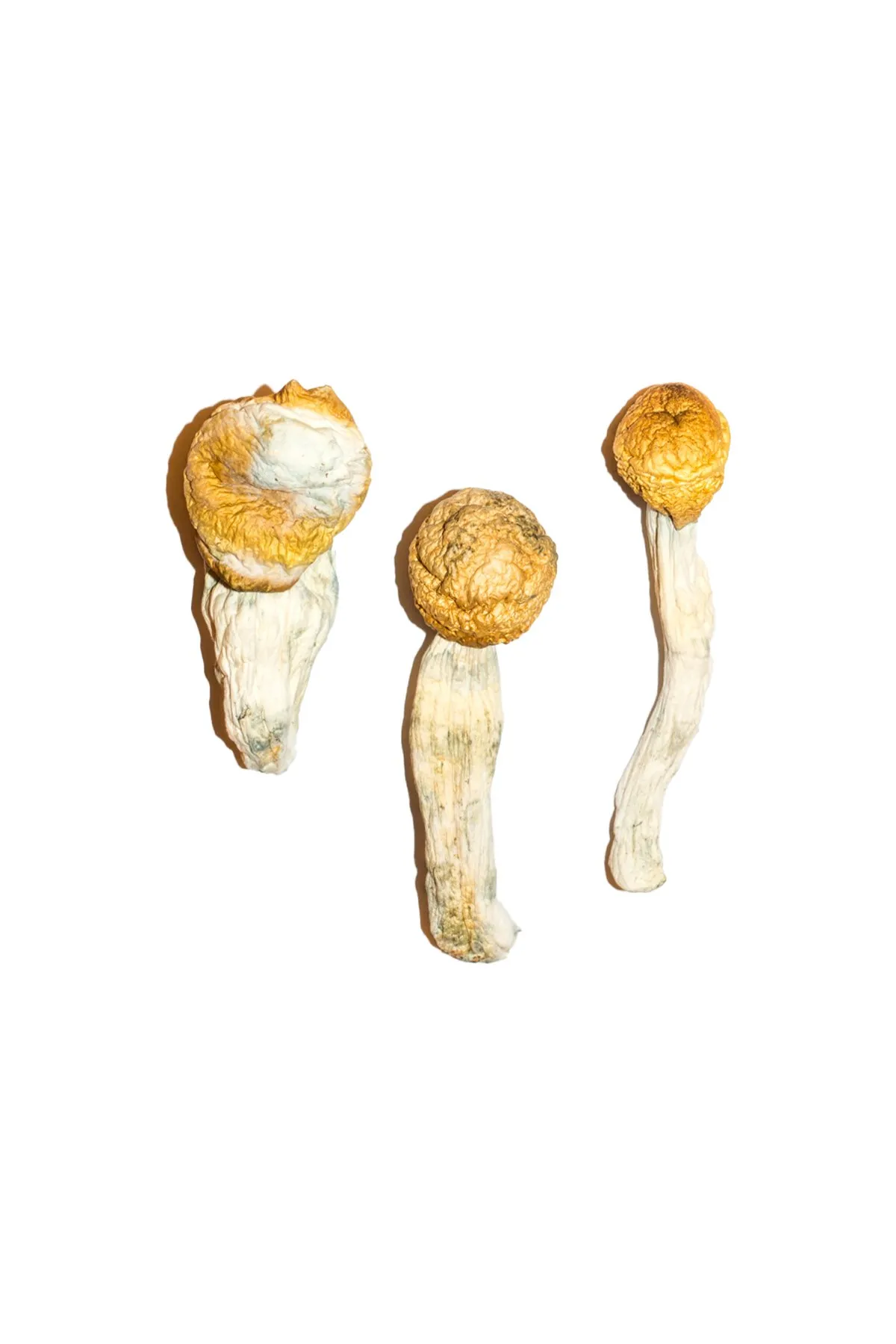Penis-Envy-Magic-Mushrooms-3.webp