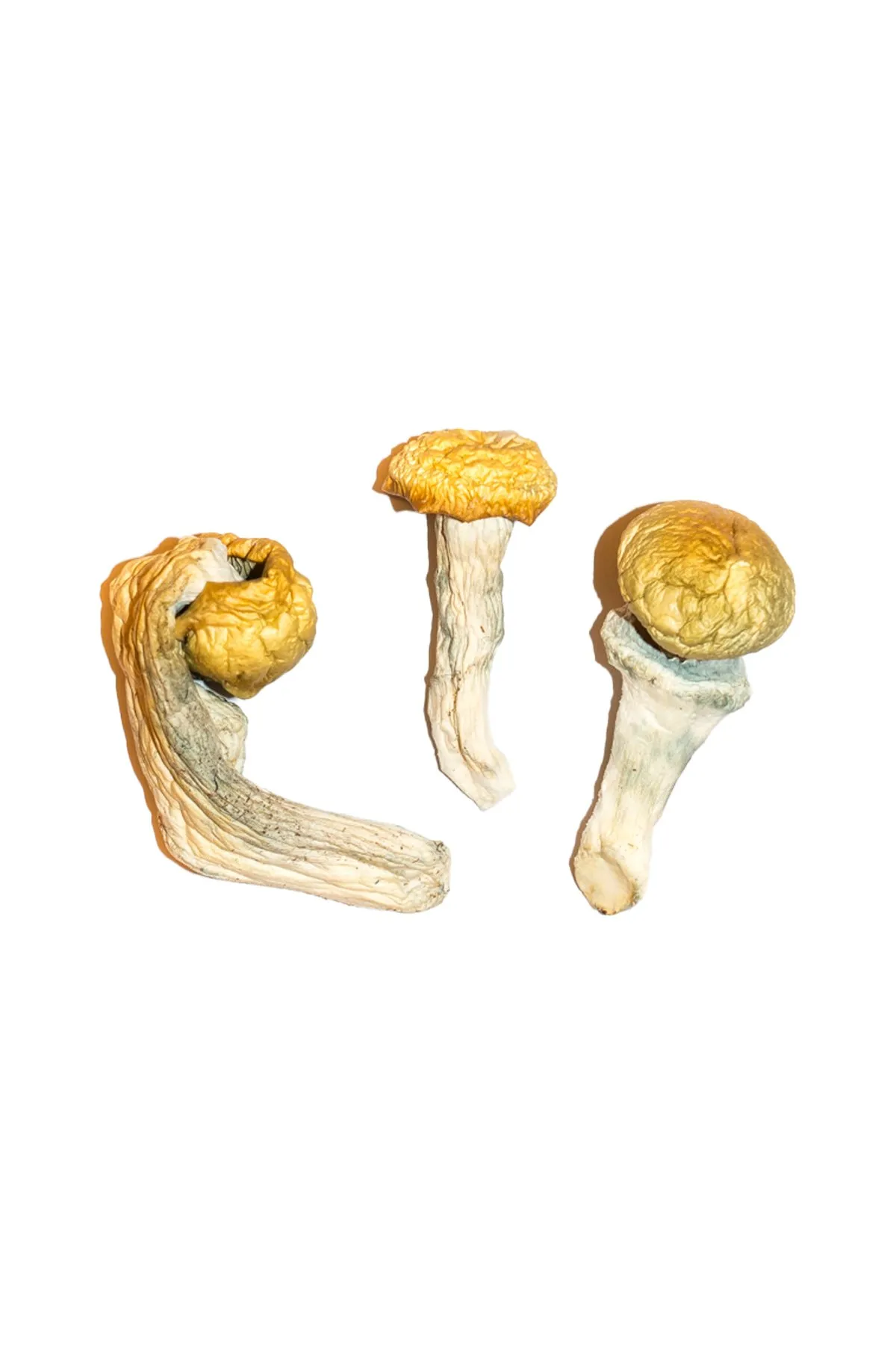 Penis-Envy-Magic-Mushrooms-4.webp