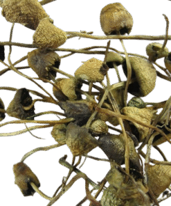 Liberty Cap Mushrooms