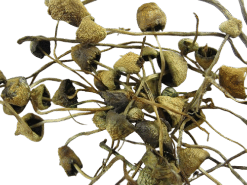 Liberty Cap Mushrooms